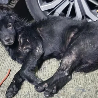 dog-rescue-bangkok-v0-dflgcdv61cbb1