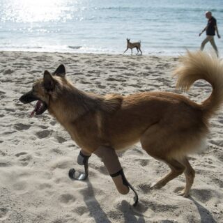 474773F800000578-5174263-image-a-34_1513167230202