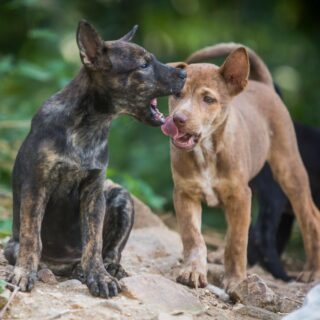 VIER PFOTEN_2016-12-10_116-1927x1333-1920x1328